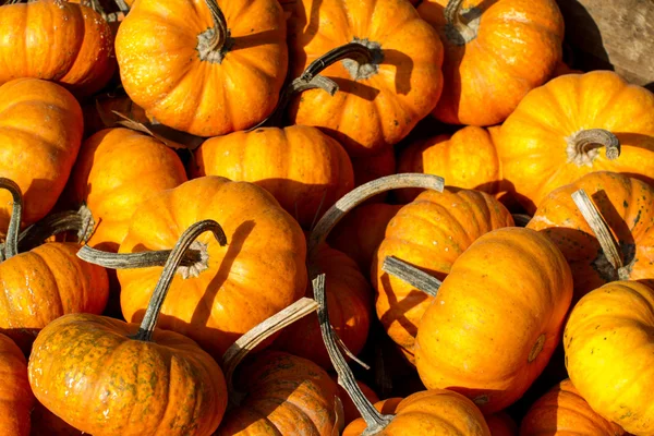 Long Stem Pumpkins — Stock Photo, Image