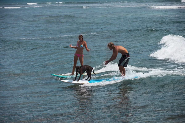Paar surft mit Hund auf Hawaii — Stockfoto