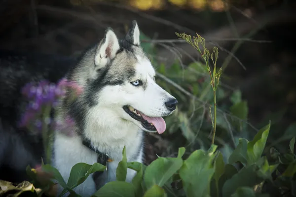 Siberian husky hund utomhus — Stockfoto