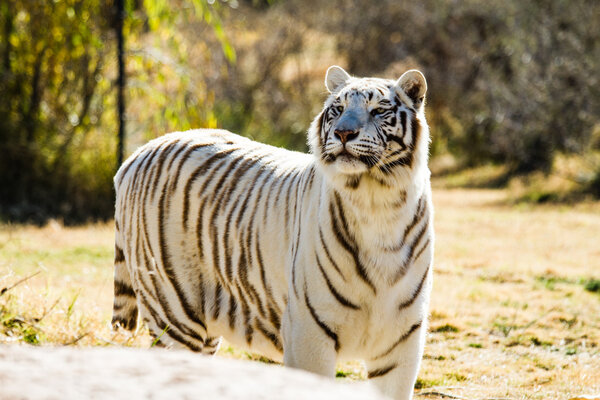 Beautiful white Tiger