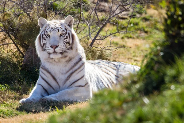 Increíble tigre blanco en el cepillo — Foto de Stock
