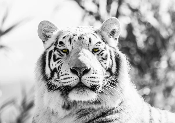 Ritratto di tigre maestoso in bianco e nero — Foto Stock