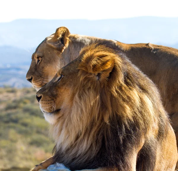 Lion King of the wild — Stock Photo, Image