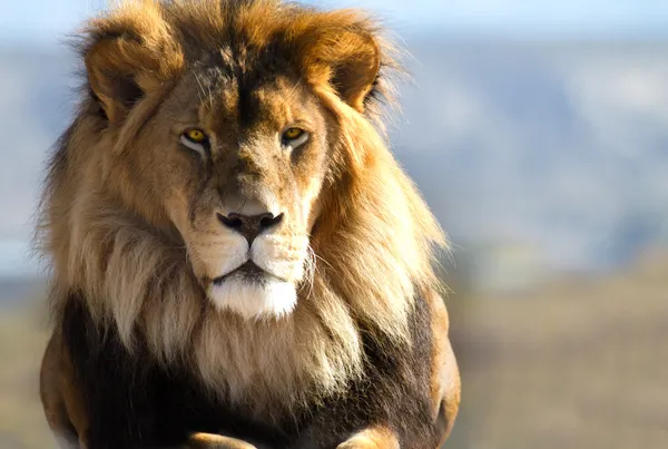 Lion King of the wild — Stock Photo, Image
