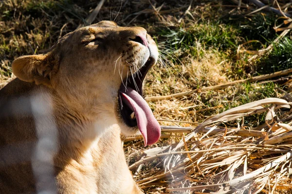 Lioness yawning or is she yelling — Stock Photo, Image