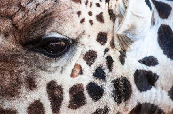 Girafa Face Close Up — Fotografia de Stock