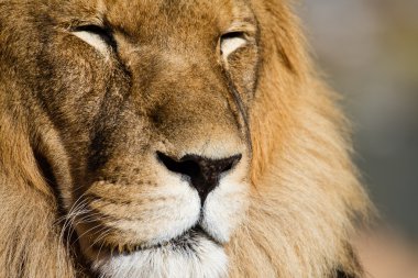 Aslan yakın çekim