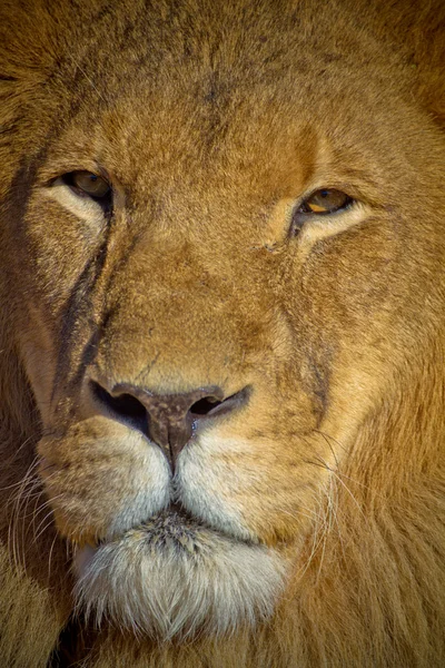 Leone da vicino — Foto Stock