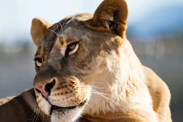 Beautiful Lioness — Stock Photo, Image