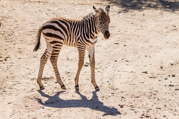 Baby Zebra — Stock Photo, Image