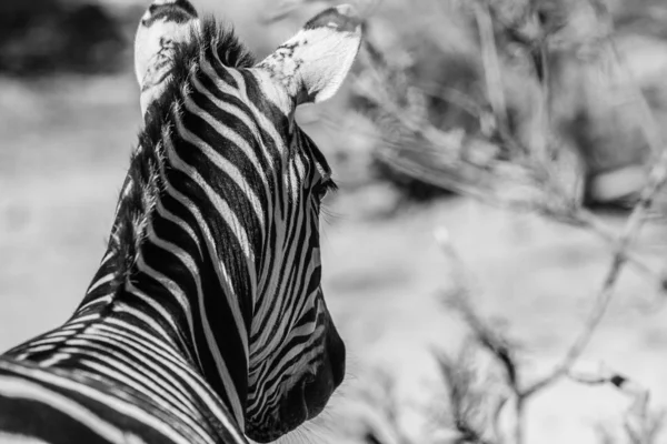 Zebra por trás — Fotografia de Stock