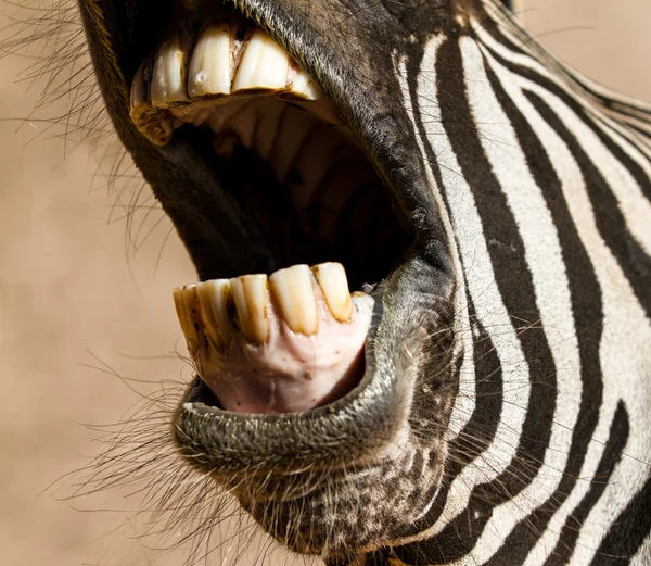 Say Ahh Zebra Teeth — Stock Photo, Image