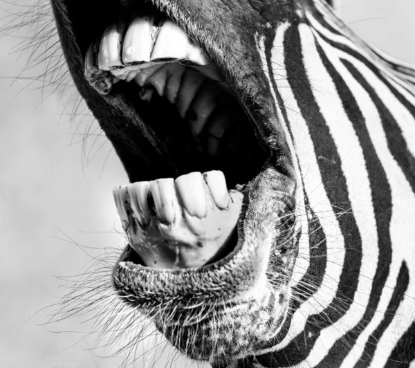 Say Ahh Zebra Teeth — Stock Photo, Image