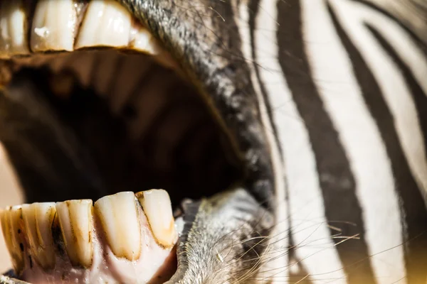 Say Ahh Zebra Teeth — Stock Photo, Image