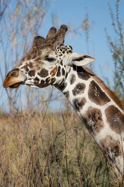 Girafa na natureza — Fotografia de Stock