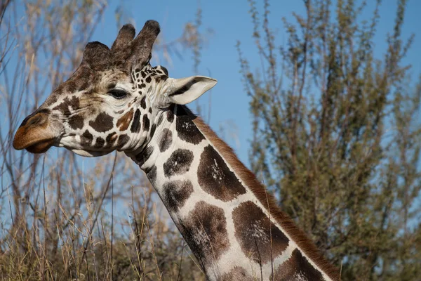 Girafe dans la nature — Photo