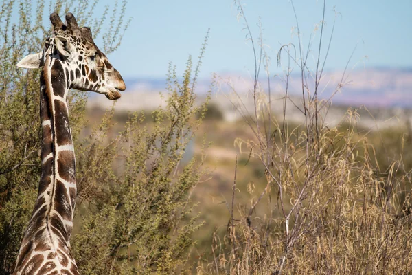 Giraffe в природі — стокове фото