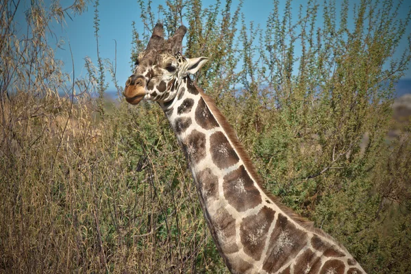 Жираф в природе — стоковое фото