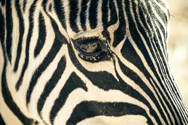 Зебра с отражением в глазу
