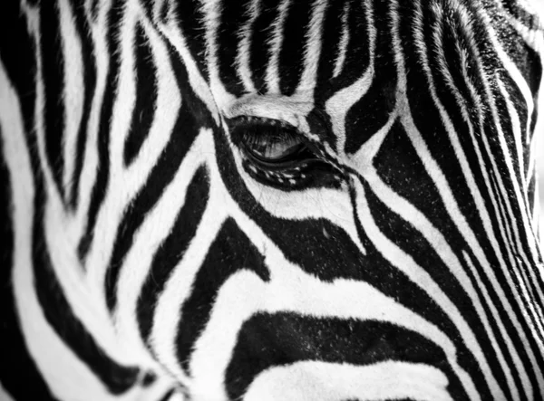 Zebra with a reflection in it's eye — Stock Photo, Image