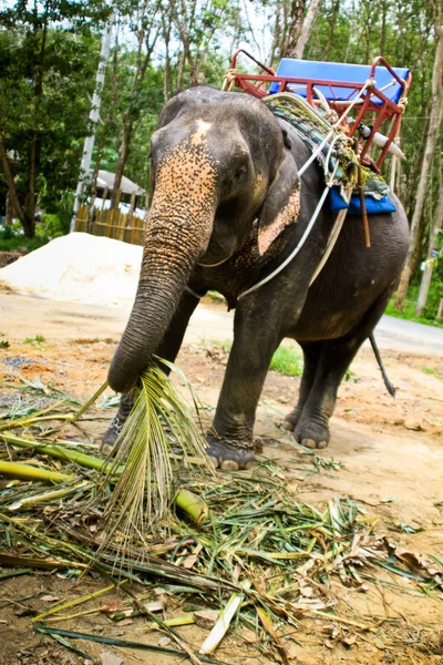 Beautiful Female Elephant in Thailand — Stock Photo, Image
