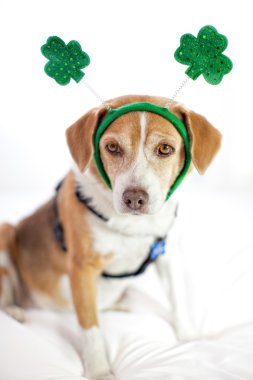 Sevimli köpek St Patrick'ın gün eğlenceli