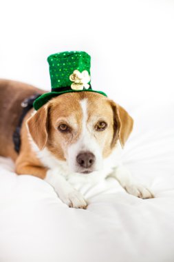 Sevimli köpek St Patrick's Day eğlenmek için şapka