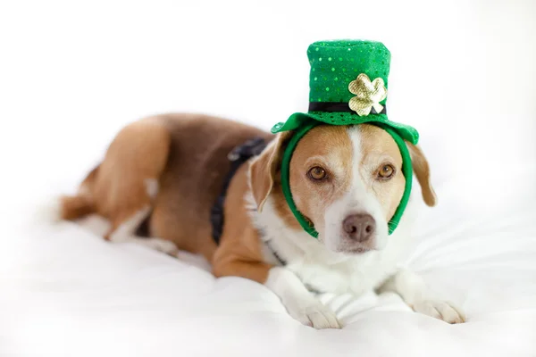 St Patrick の日楽しみのため帽子をかぶってかわいい犬 — ストック写真