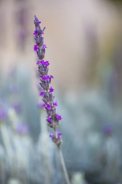 Lavanda — Fotografia de Stock