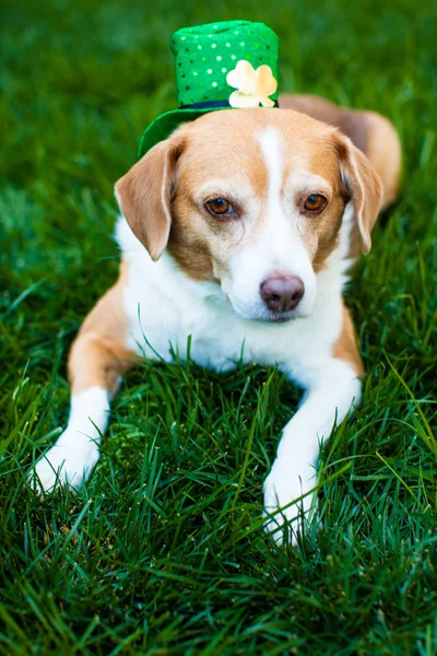 Милая собака в траве в шляпе из трилистника — стоковое фото