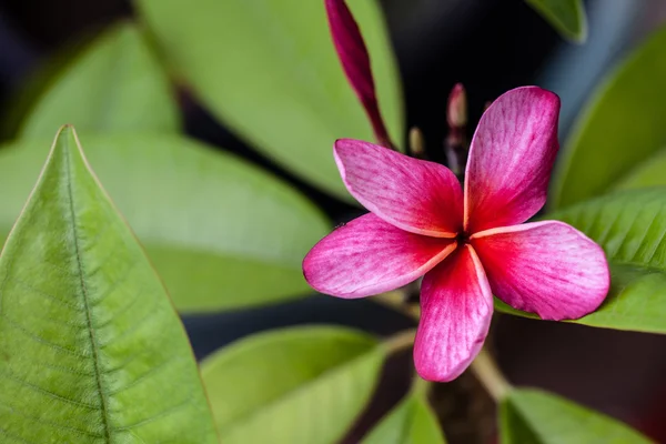 Sommer-Plumeria blüht in Kalifornien — Stockfoto