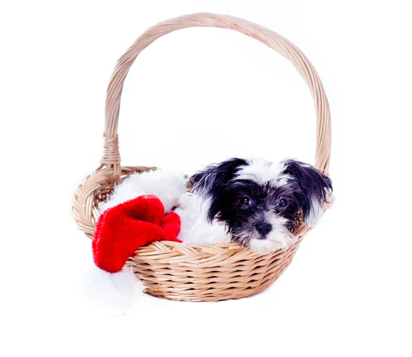 Chiot de Noël mignon dans un panier pour un cadeau — Photo