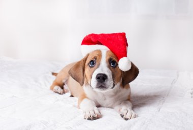 çok sevimli Noel köpek