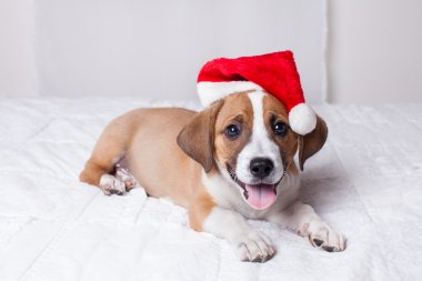 çok sevimli Noel köpek