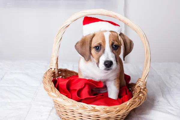 Bardzo cute puppy Boże Narodzenie — Zdjęcie stockowe