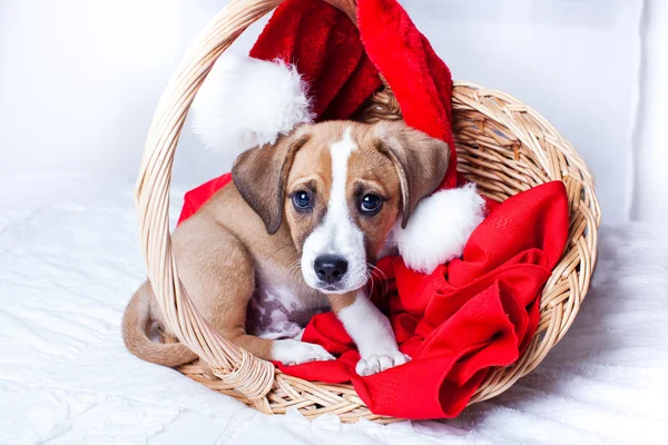 Mycket söt jul valp — Stockfoto