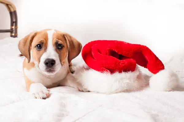 Zeer schattige christmas puppy — Stockfoto