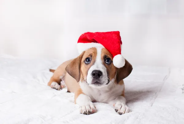 Bardzo cute puppy Boże Narodzenie — Zdjęcie stockowe