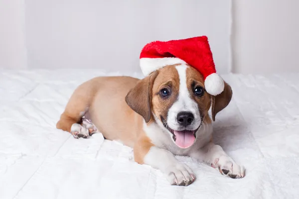 Muy lindo cachorro de Navidad —  Fotos de Stock