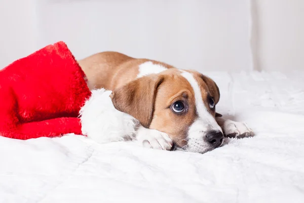 Çok sevimli Noel köpek — Stok fotoğraf