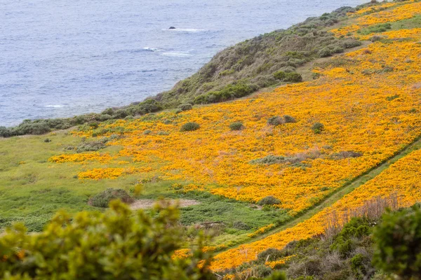 California Poppies on the coastline — Stock Photo, Image