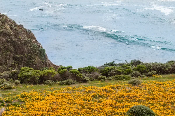 California Poppies on the coastline — Stock Photo, Image