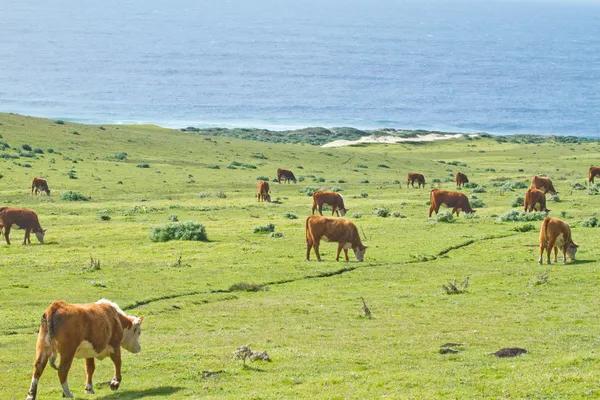 在加利福尼亚州海岸线上的母牛 — 图库照片