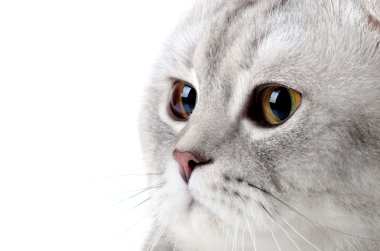 kabarık gri güzel yetişkin kedi