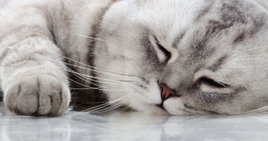 kabarık gri güzel yetişkin kedi