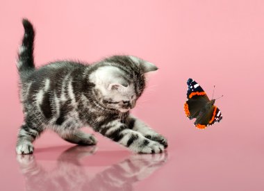 Yavru kedi