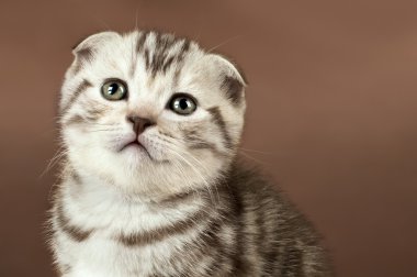 Yavru kedi