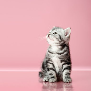 Yavru kedi