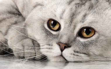 kabarık gri güzel yetişkin kedi