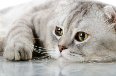 Tüylü gri güzel yetişkin kedi, İskoç katlı, çok yakın portre